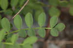 Englemann's milkvetch